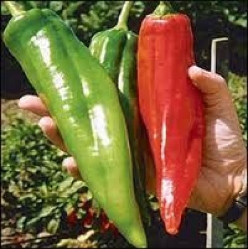 Hatch big jim pepper seeds - jim,